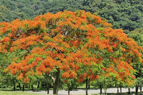 鳳凰木風水|鳳凰木 Delonix regia